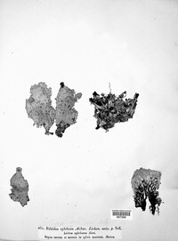 Peltigera aphthosa image